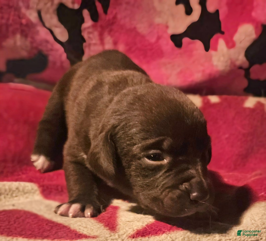 Border Collie dogs for sale: Cierra - Ad 5