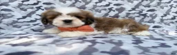 Lhasa Apso dogs for sale: Gannon - Ad 1
