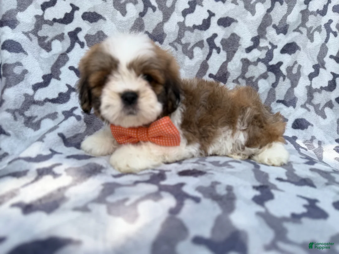 Lhasa Apso dogs for sale: Gannon - Ad 1
