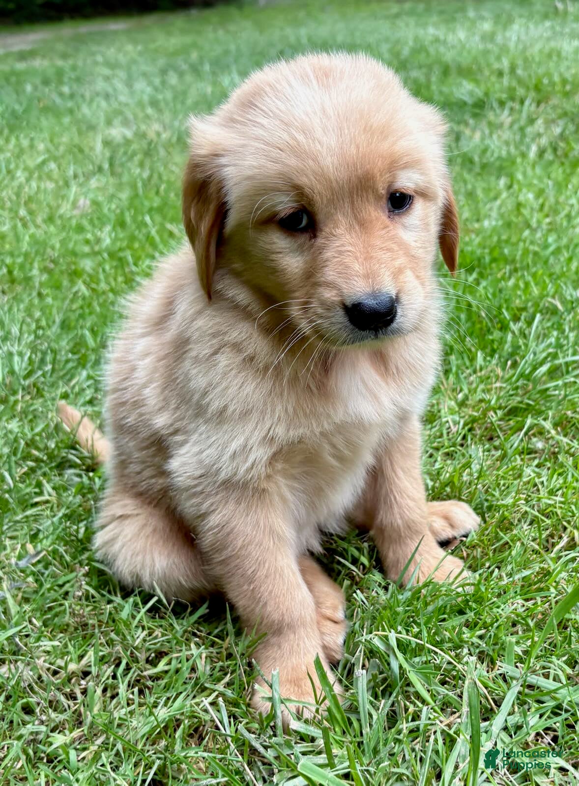 Golden Retriever dogs Golden Retriever 2 - Ad 2