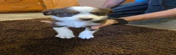 Australian Shepherd dogs for sale: Midget - Ad 2