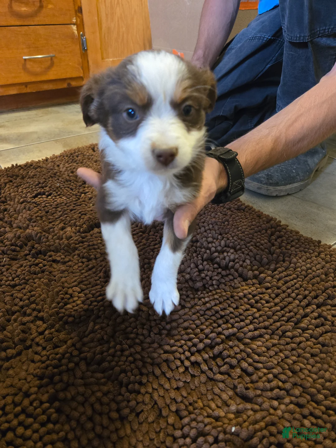 Australian Shepherd dogs for sale: Midget - Ad 2
