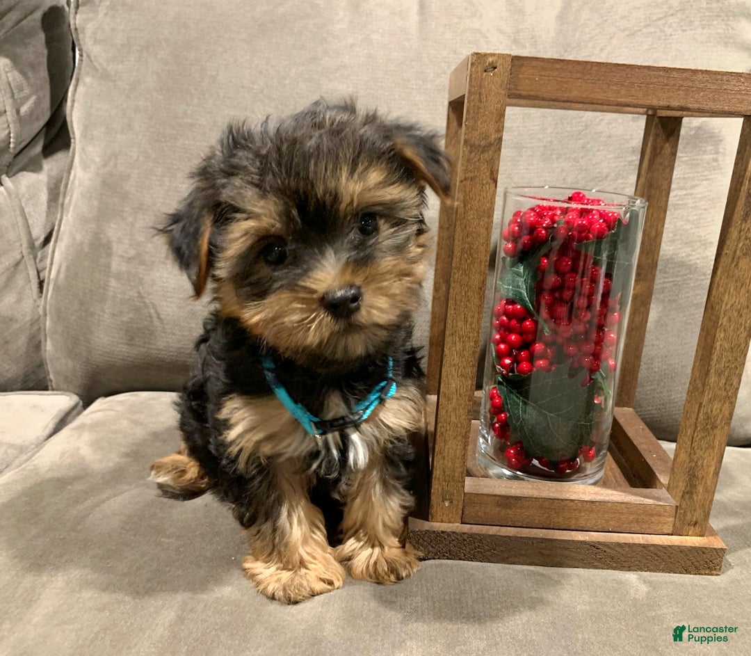 Yorkshire Terrier dogs for sale: Rudolph - Ad 6