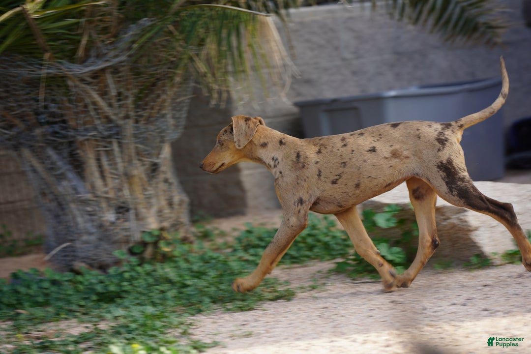 Mixed Breed dogs for sale: Lilac Fawn Merle F1 RT - Ad 18