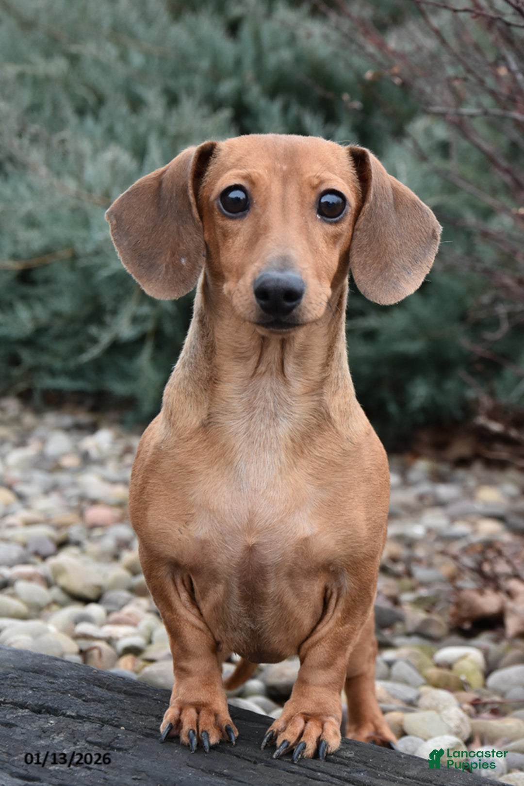 Dachshund dogs for sale: Millie - Ad 1