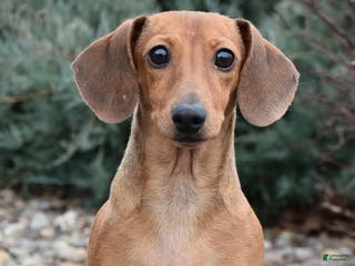 Dachshund dogs Millie - Ad 8