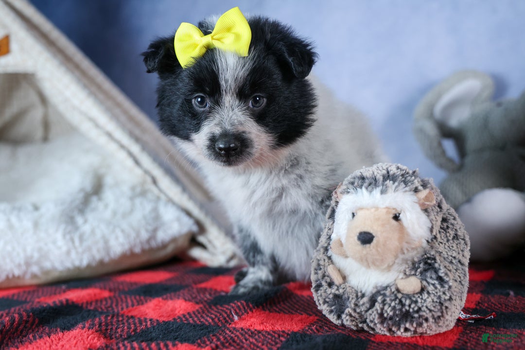 Mixed Breed dogs for sale: DELTA - Ad 3