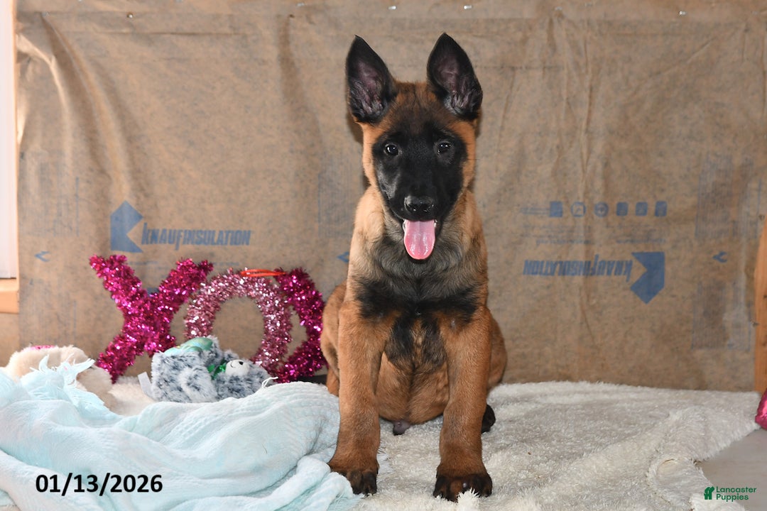 Belgian Malinois dogs for sale: Finn - Ad 1