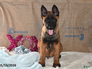 Belgian Malinois dogs Finn - Ad 15