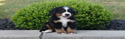 Bernese Mountain Dog dogs for sale: Jasper - Ad 4