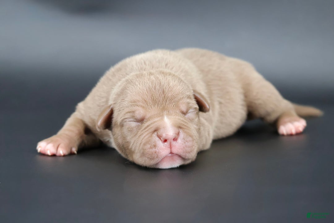 American Bully dogs for sale: Grace - Ad 1
