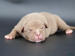 American Bully dogs Grace - Ad 28