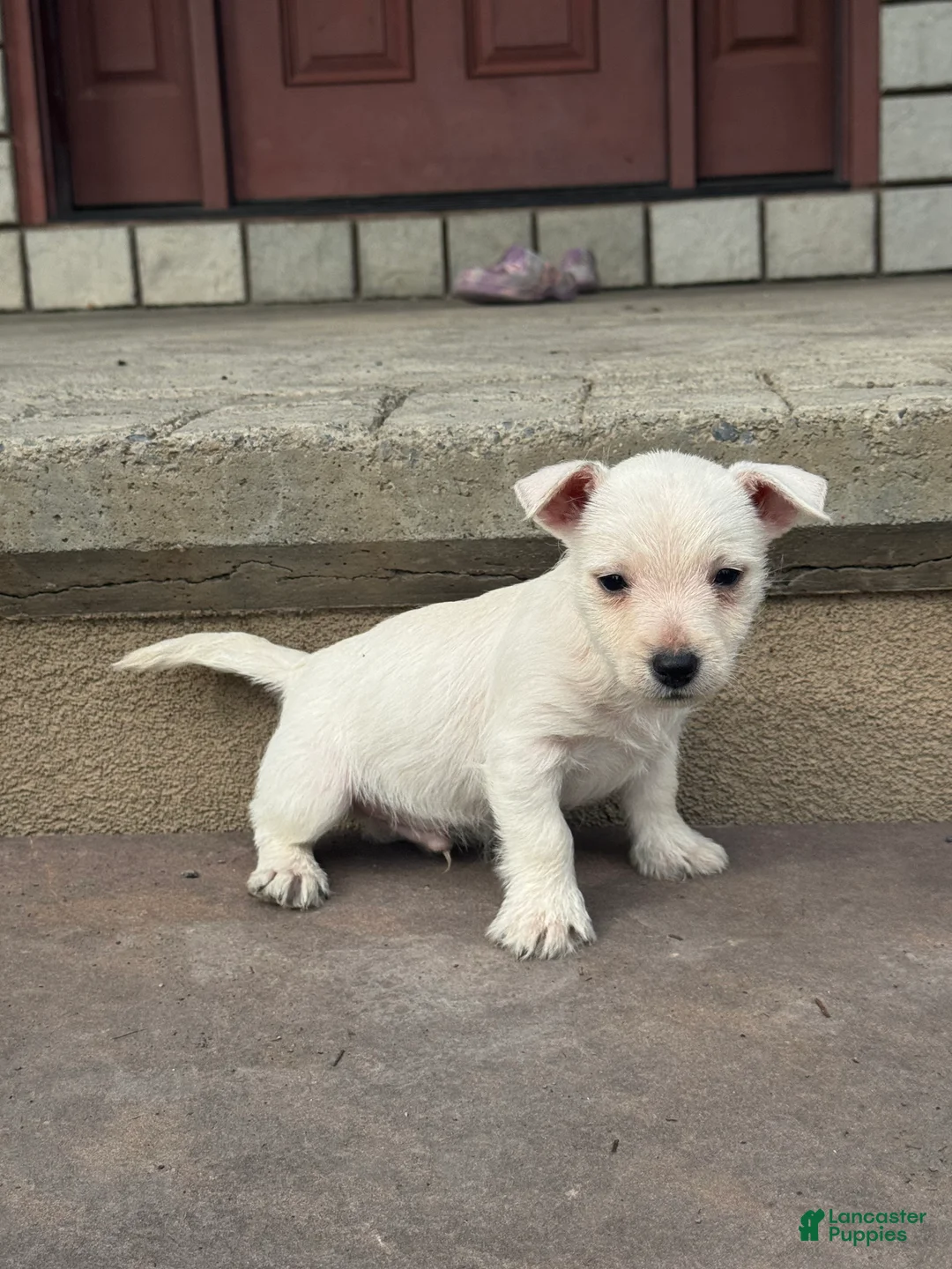 West Highland Terrier dogs for sale: Wesley  - Ad 2
