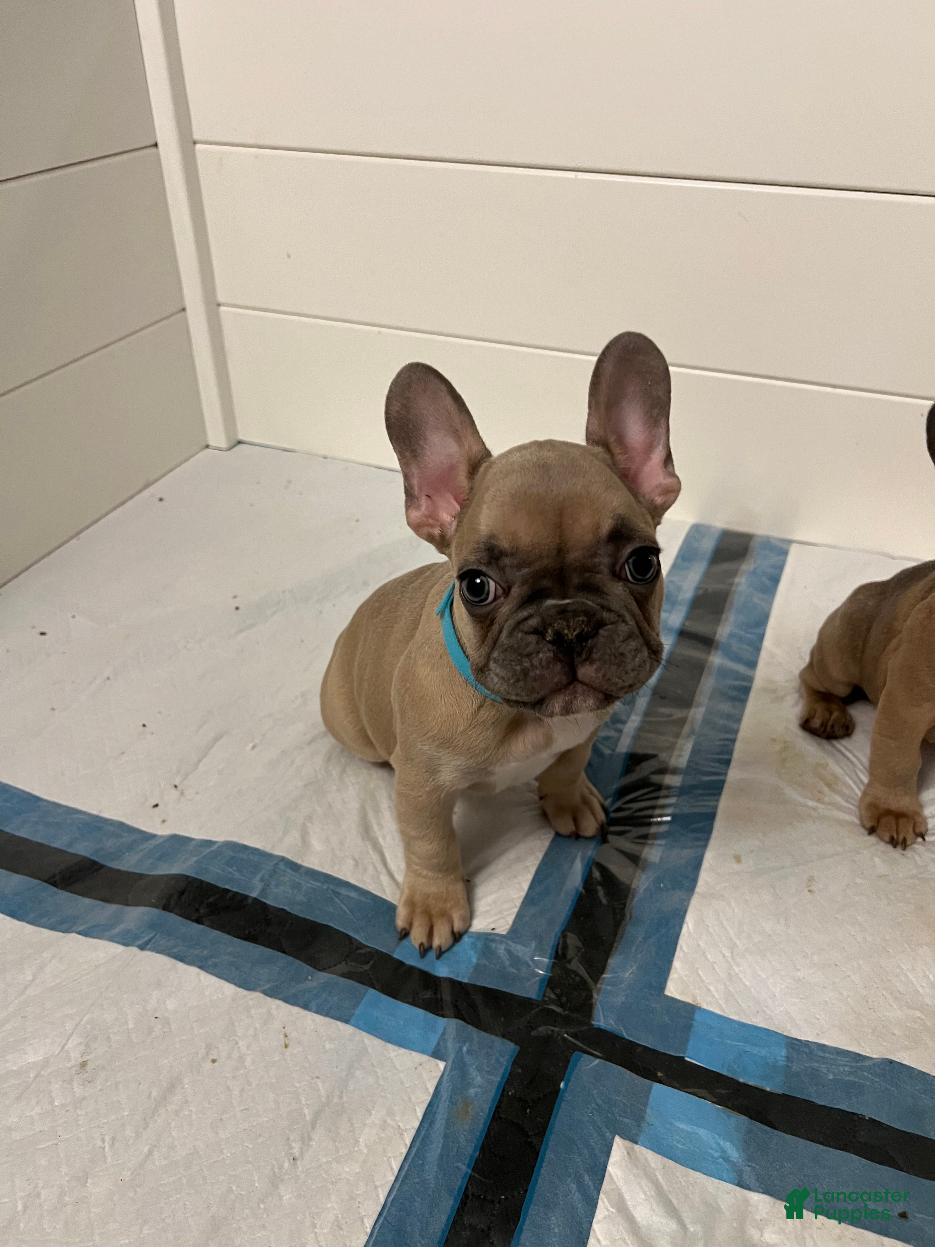 French Bulldog dogs for sale: Boy 2  - Ad 1