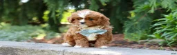 Cavapoo dogs for sale: Theodore - Ad 4