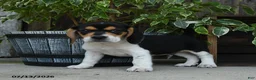 Beagle dogs for sale: Jupiter - Ad 3