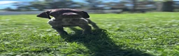 German Shorthaired Pointer dogs for sale: German Shorthaired Pointer 4 - Ad 2