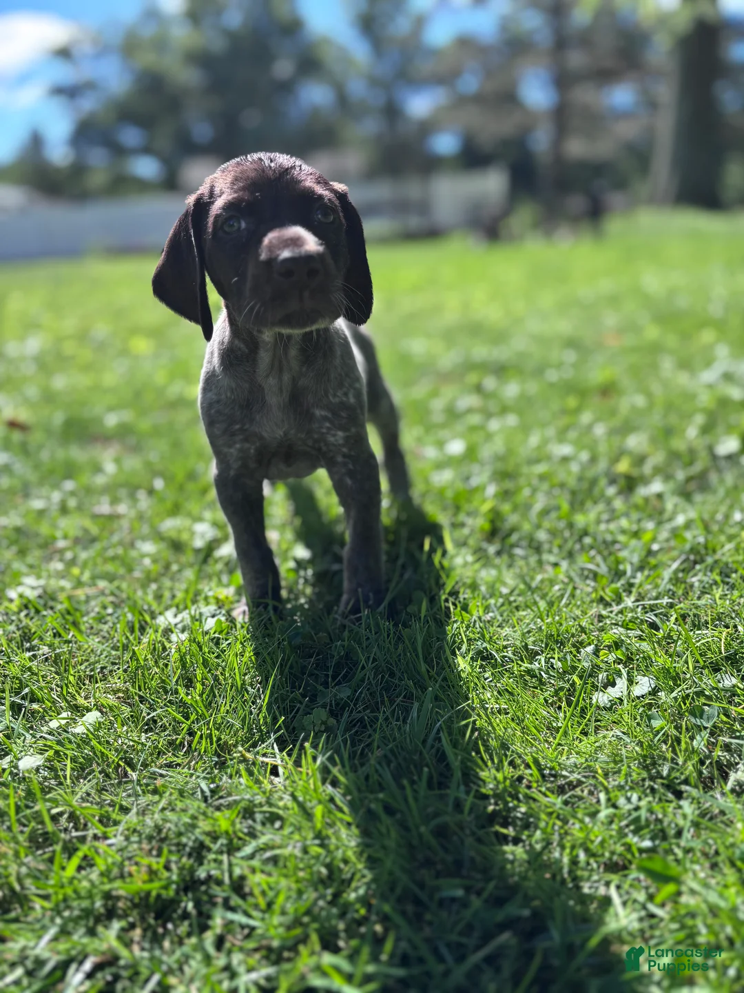 German Shorthaired Pointer dogs for sale: German Shorthaired Pointer 4 - Ad 2