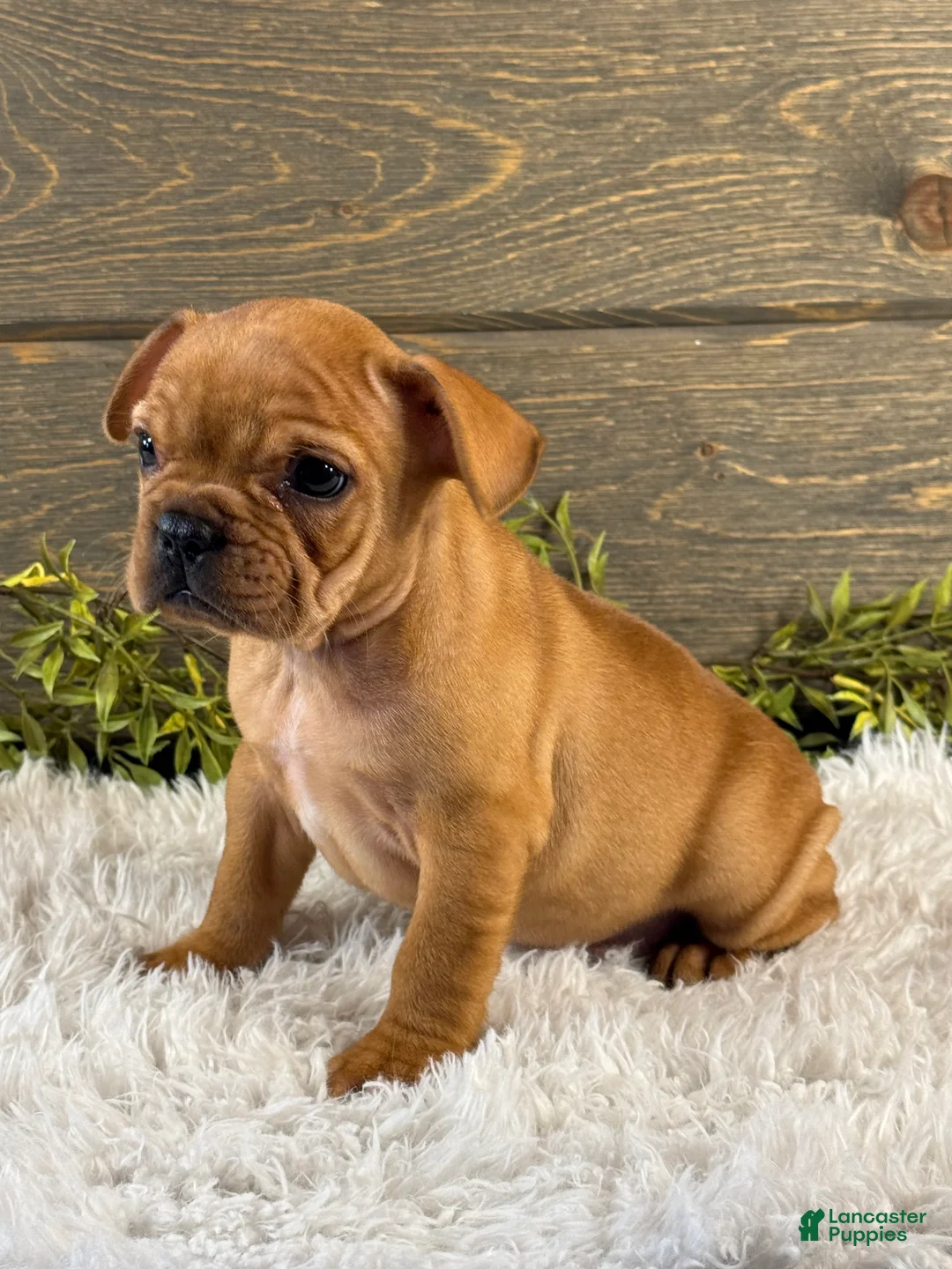 French Bulldog dogs for sale: Durango - Ad 2