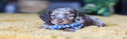 Miniature Dachshund dogs for sale: Frankfurter - Ad 6