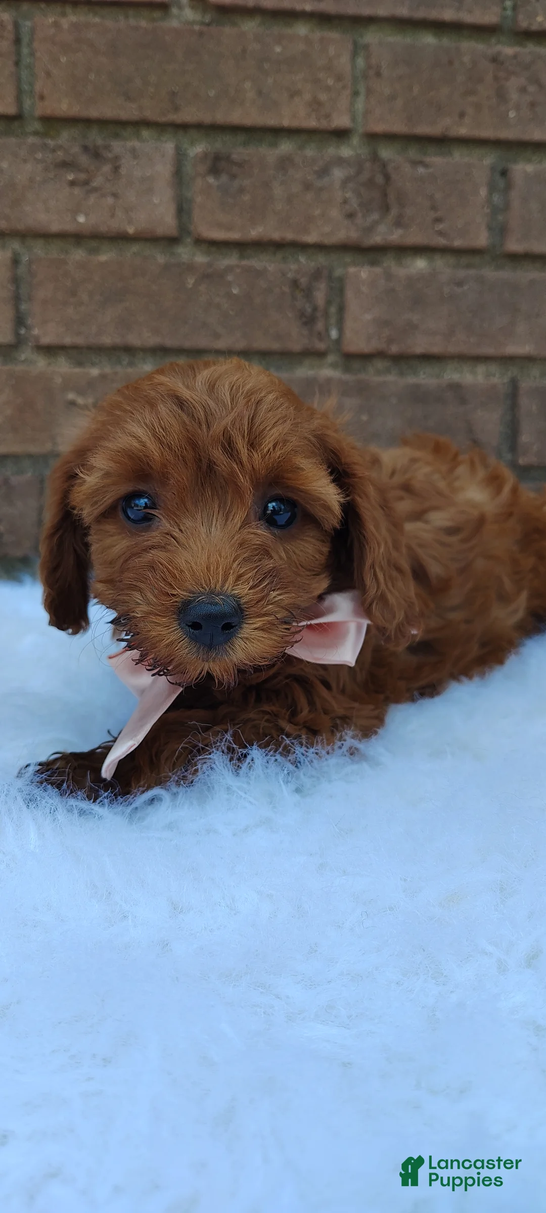 Mini Goldendoodle dogs for sale: Dixie - Ad 2