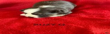 Australian Shepherd 4