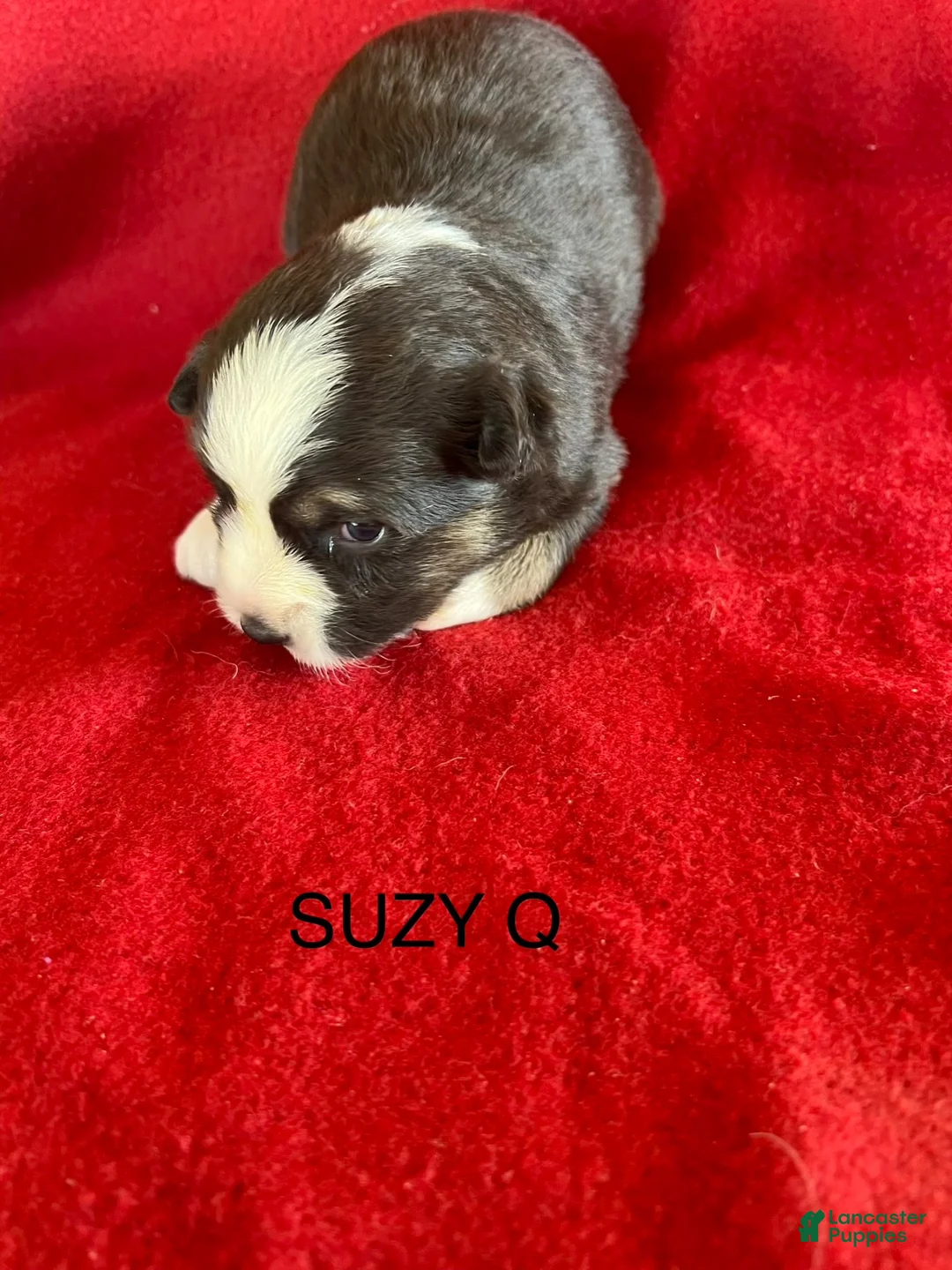 Australian Shepherd dogs for sale: Australian Shepherd 4 - Ad 1