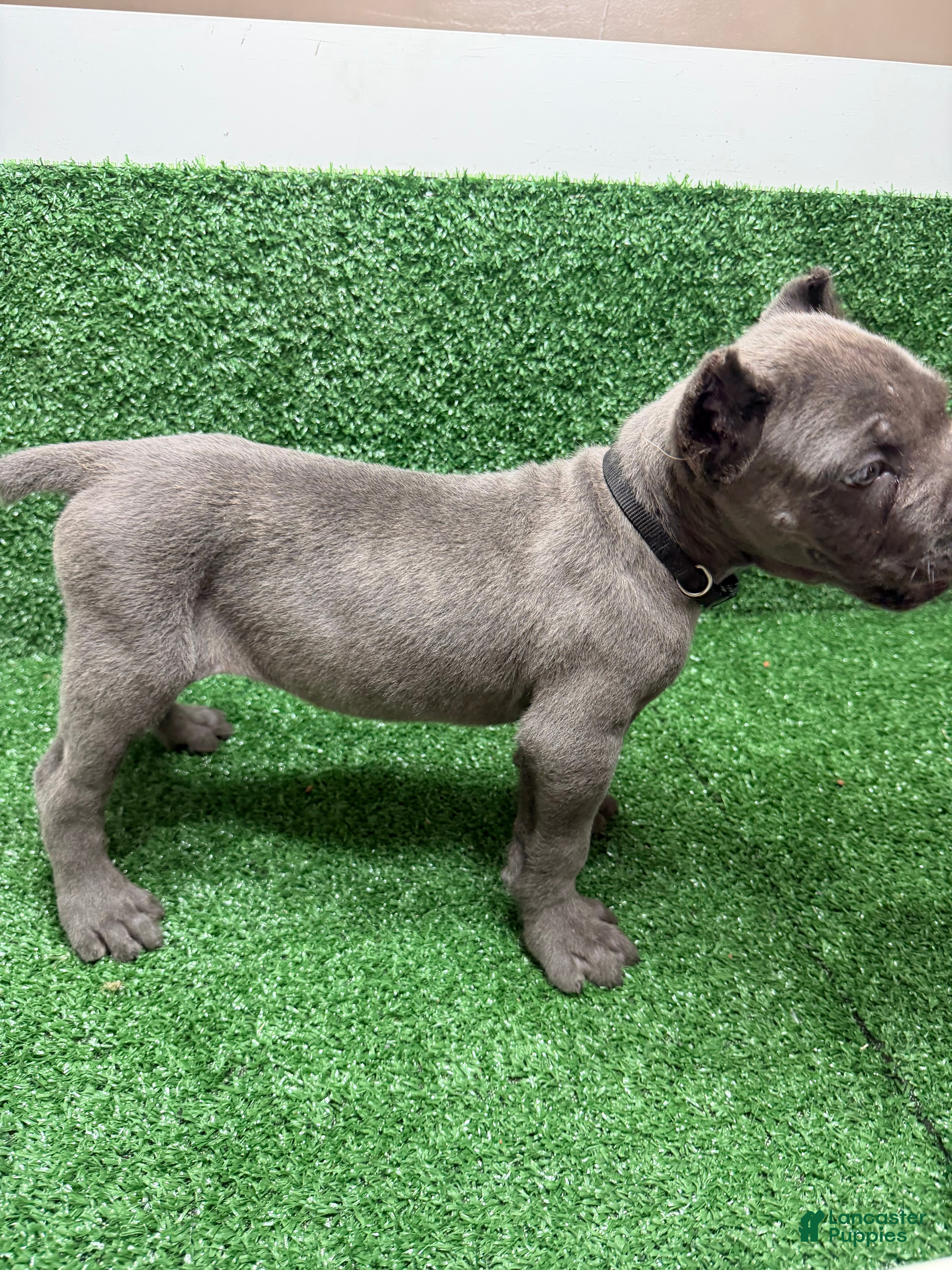Cane Corso dogs Black - Ad 2