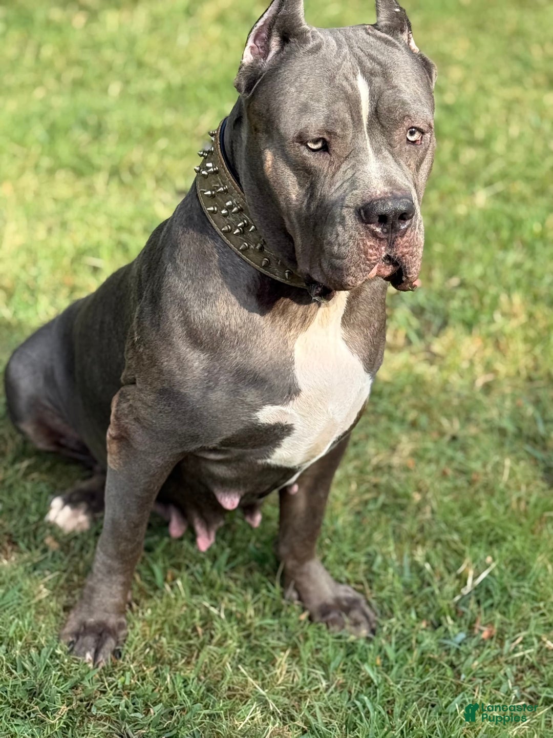 American Bully dogs for sale: Ivy - Ad 24