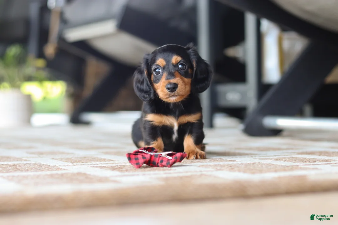 Miniature Dachshund dogs for sale: Arthur  - Ad 2