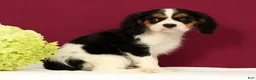 Cavalier King Charles Spaniel dogs for sale: Skylar - Ad 3