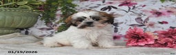 Shih Tzu dogs for sale: Lynn - Ad 5