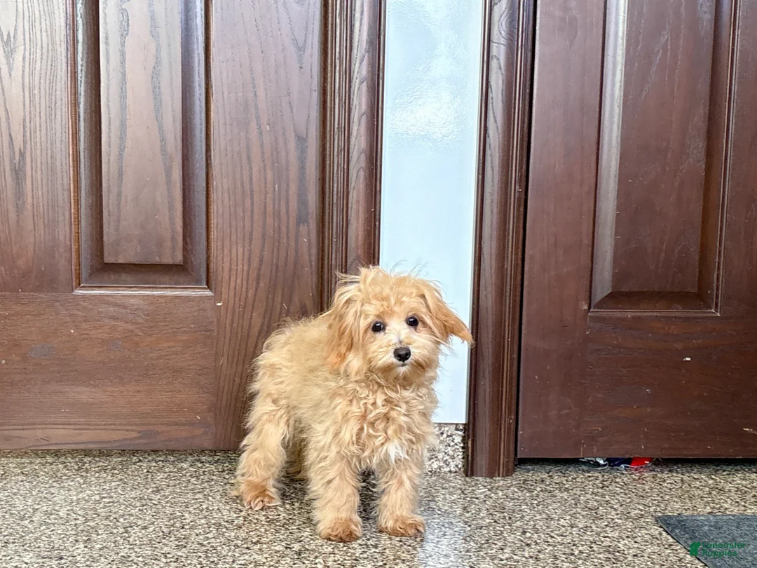 Maltipoo dogs for sale: Cutie - Ad 3
