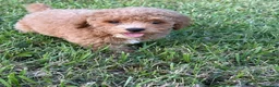 Toy Poodle dogs for sale: Toy Poodle 2 - Ad 1