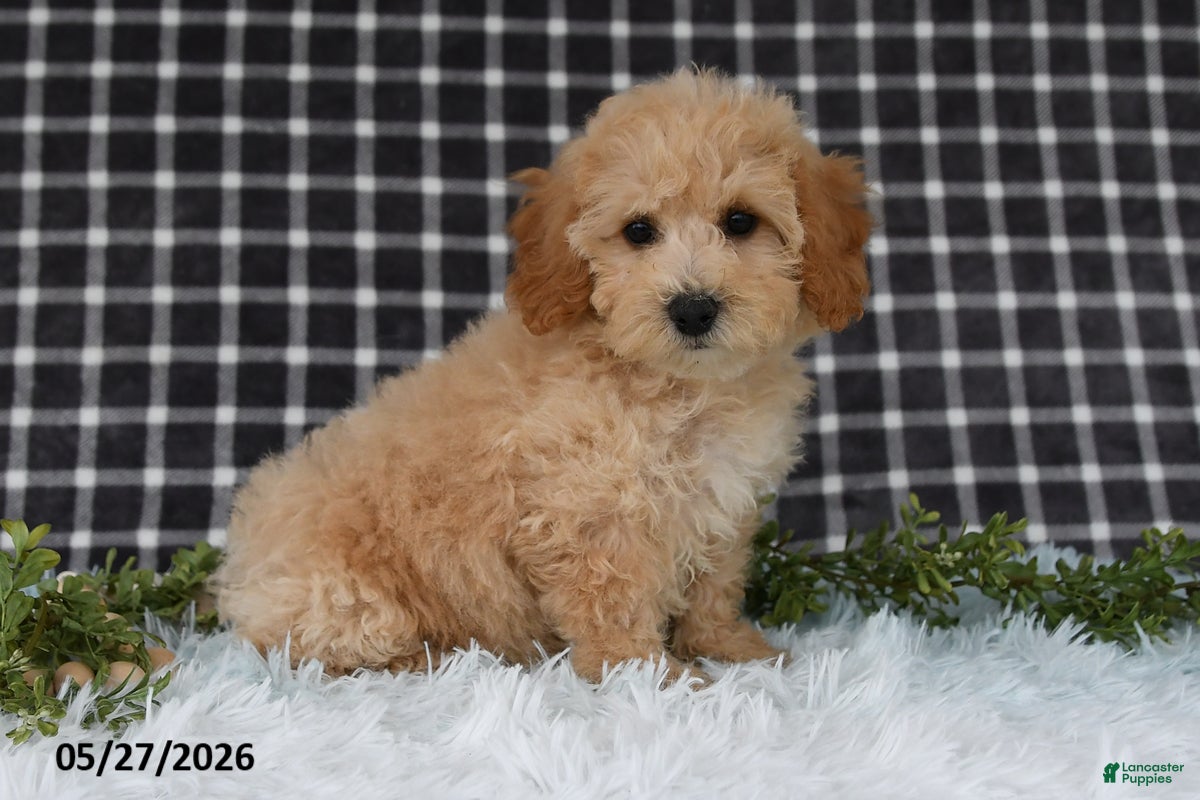 Bichpoo dogs Hazel - Ad 2