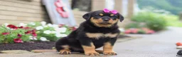 Rottweiler dogs for sale: Darla - Ad 2