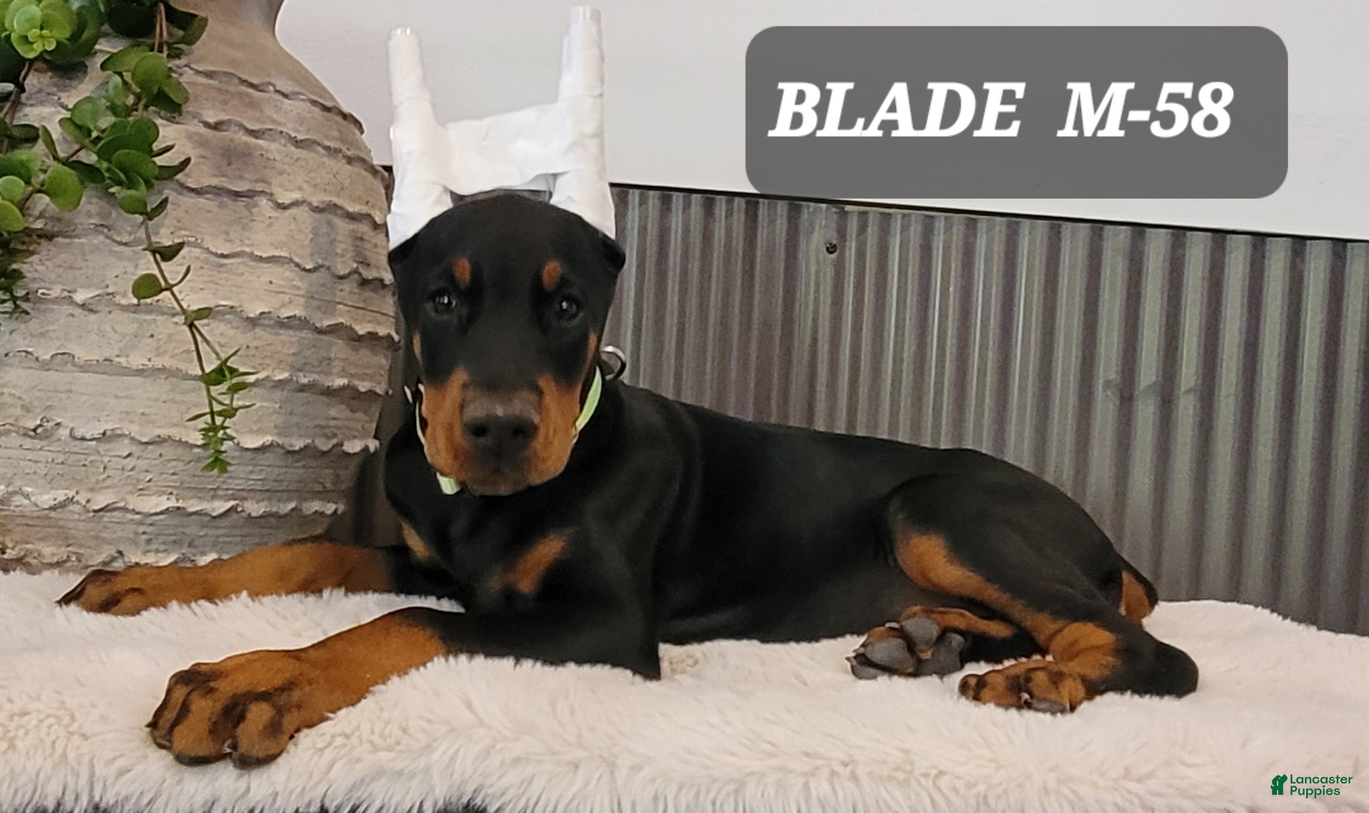 Doberman Pinscher dogs BLADE - Ad 31