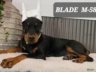Doberman Pinscher dogs BLADE - Ad 31