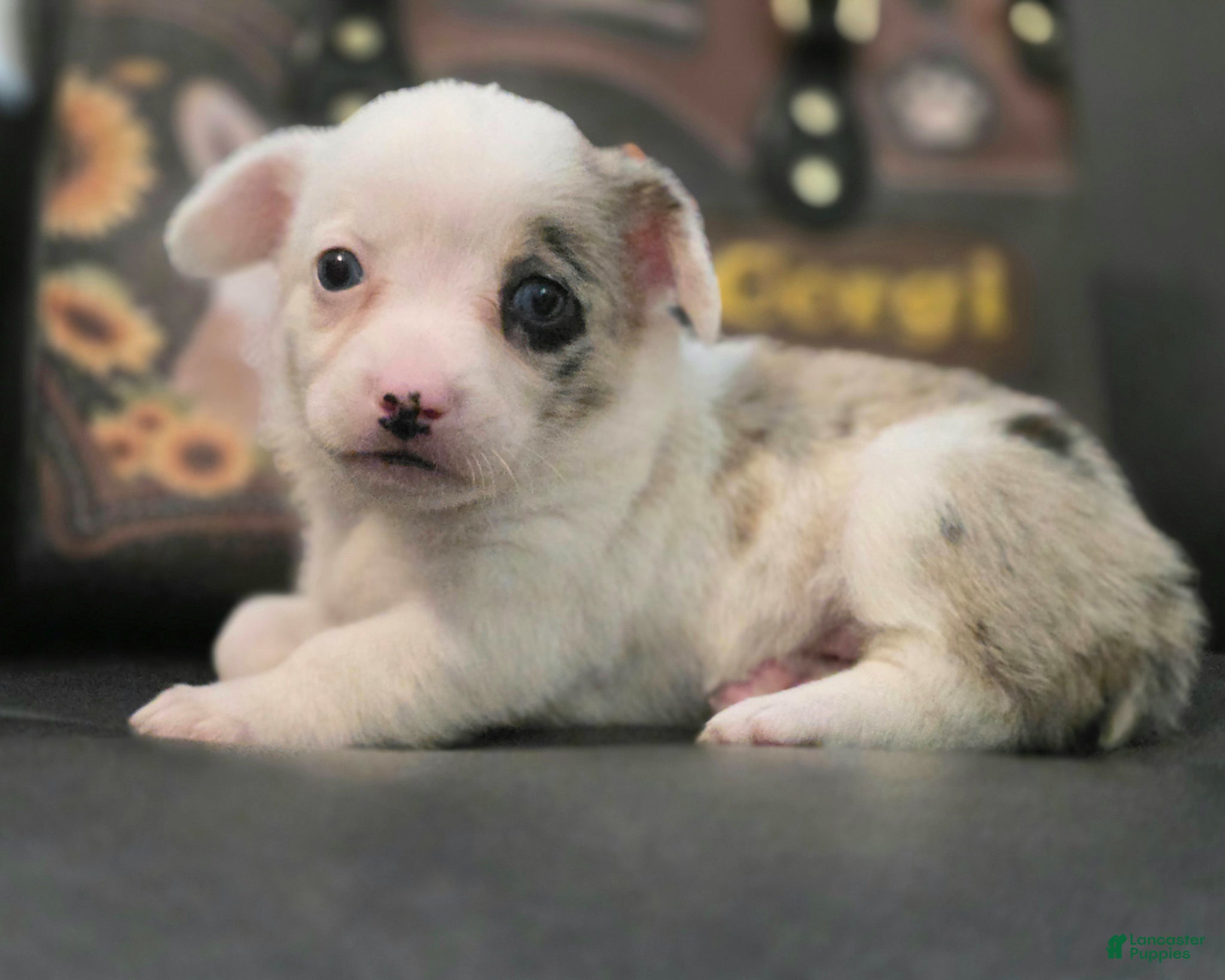 Mixed Breed dogs Snookie - Ad 28