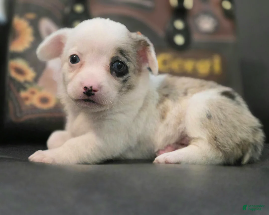 Mixed Breed dogs for sale: Snookie - Ad 1