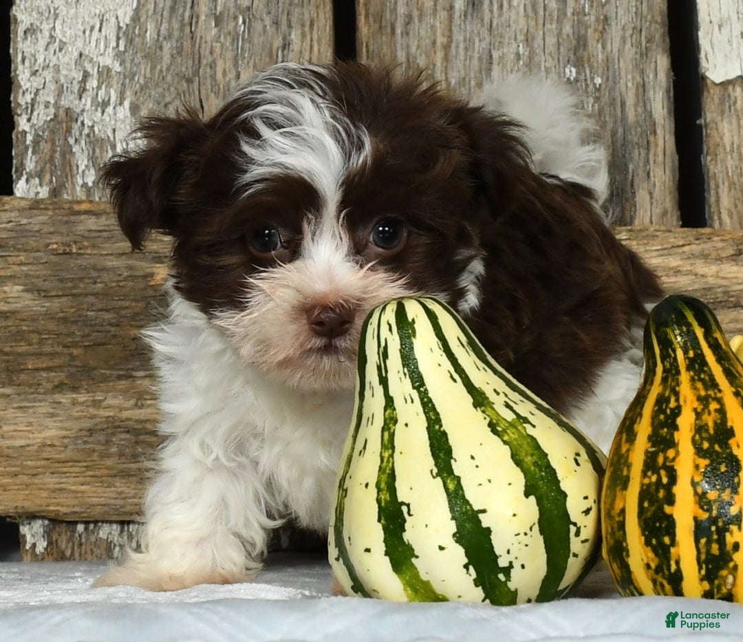 Havanese dogs for sale: Fritz - Ad 7