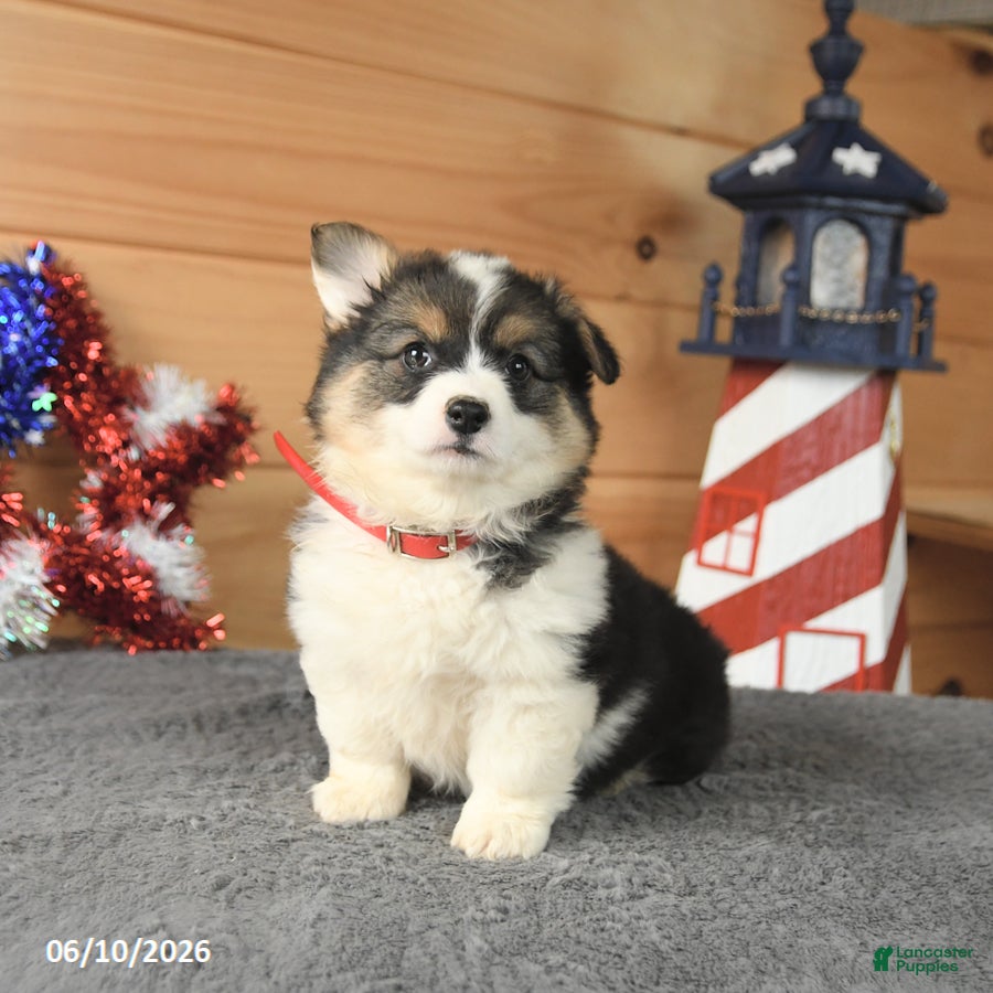 Welsh Corgi Pembroke dogs Betsy Ross - Ad 1