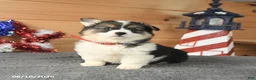 Welsh Corgi Pembroke dogs for sale: Betsy Ross - Ad 1