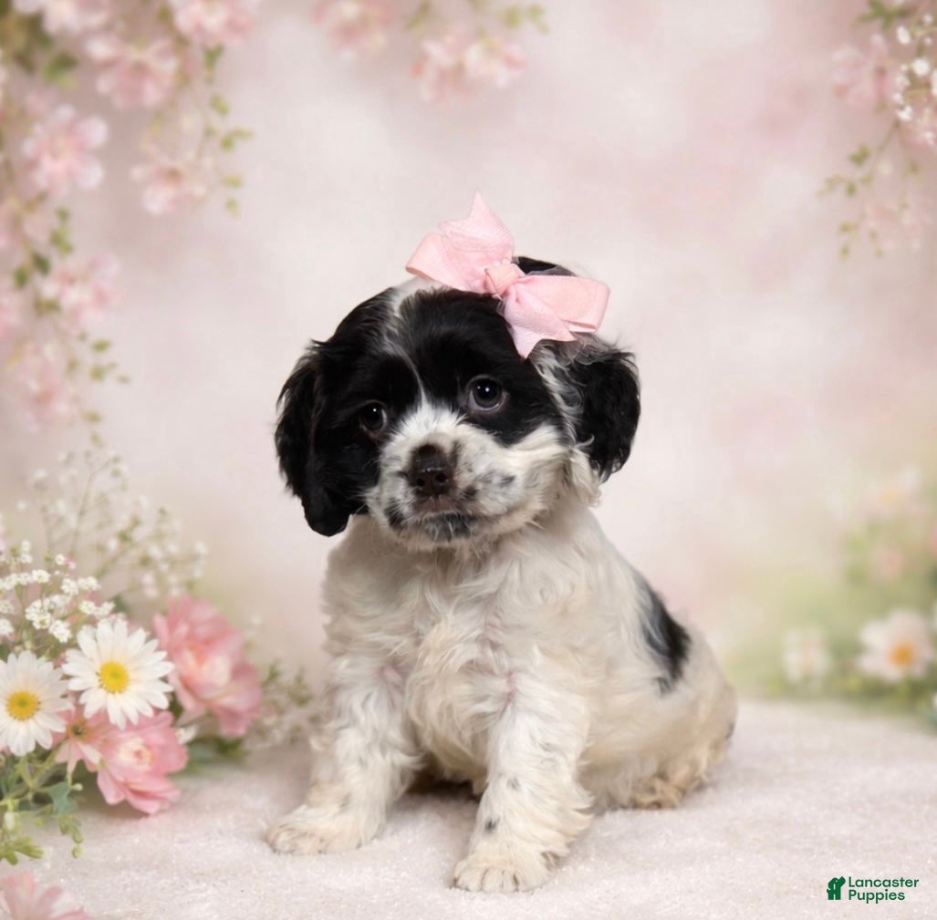 Cocker Spaniel dogs Rosie  - Ad 22