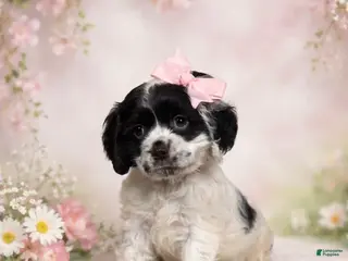 Cocker Spaniel dogs Rosie - Ad 22