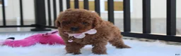 Toy Poodle dogs for sale: McKenna  - Ad 4