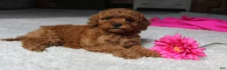 Cavapoochon dogs for sale: Maggie  - Ad 4