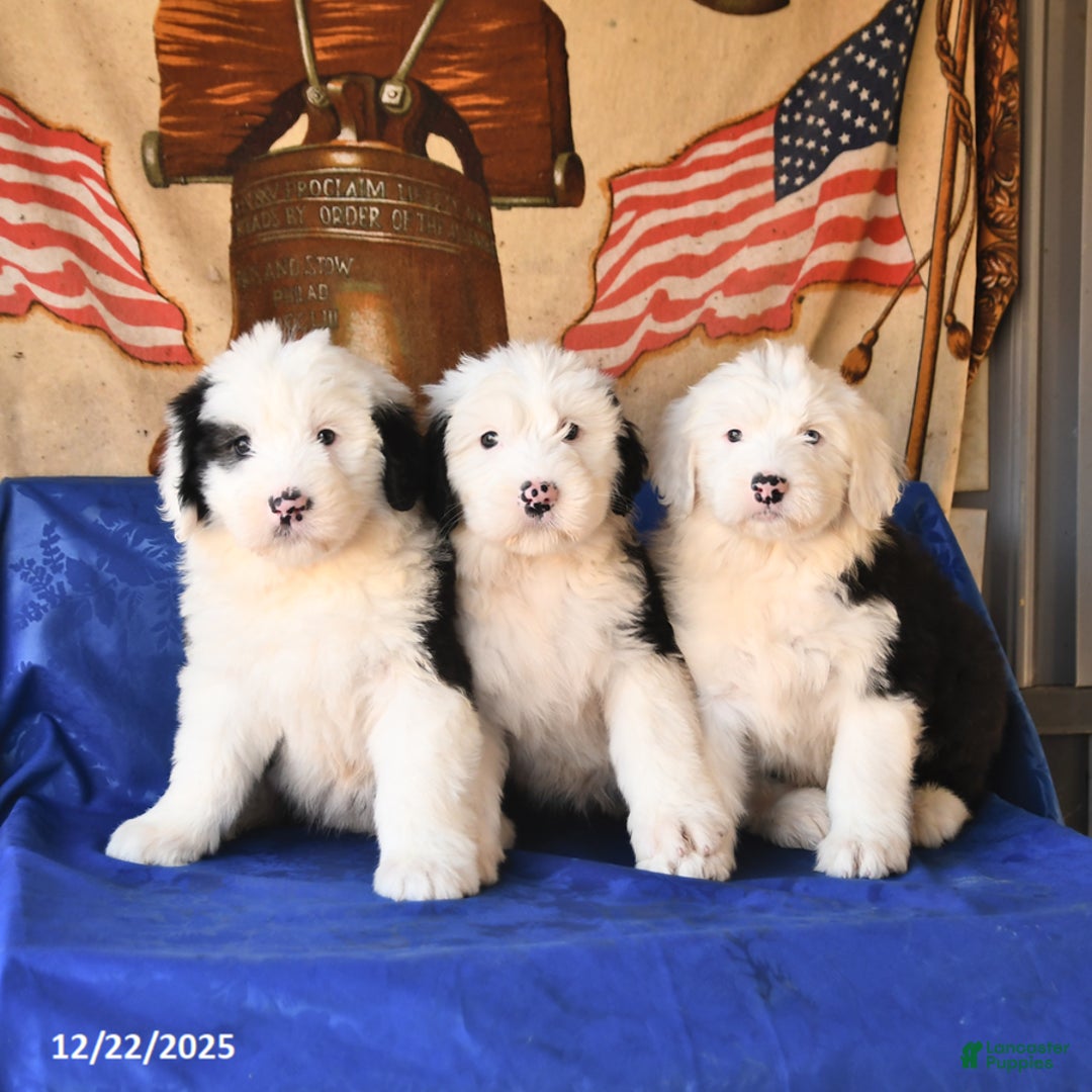 Shetland Sheepdog dogs for sale: Holiday - Ad 5