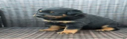 Rottweiler dogs for sale: Ky - Ad 12