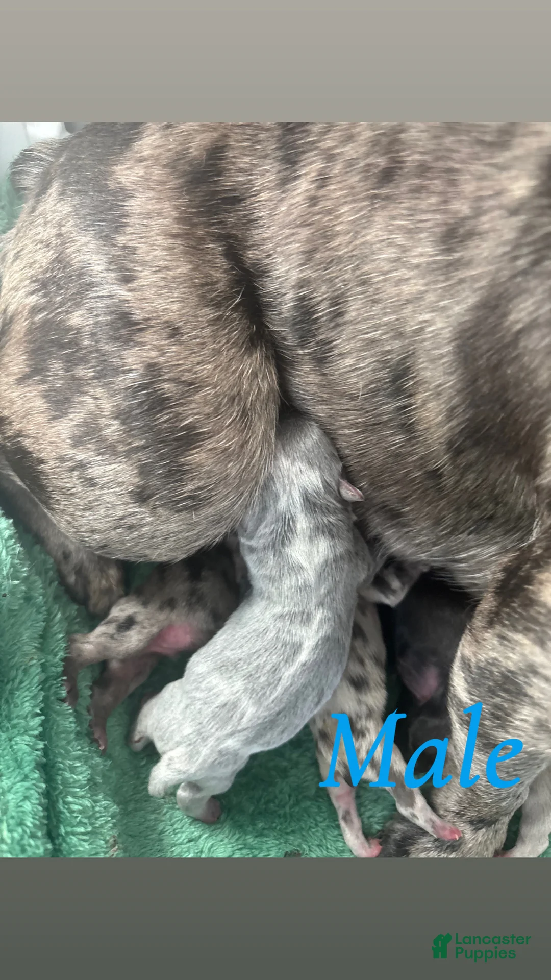 Mixed Breed dogs for sale: Mixed Breed Puppy 9 - Ad 1